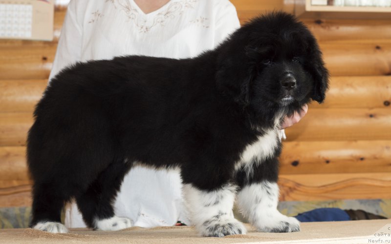 Фото: ньюфаундленд Rodeval'd fon Verner Norman (Родевальд фон Вернер Норман)