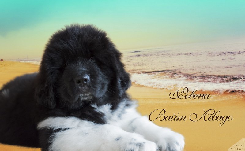 Фото: ньюфаундленд Rovena Vayt Levado (Ровена Вайт Левадо)