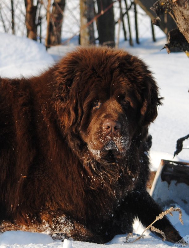 Фото: ньюфаундленд Faraon Cancrimo
