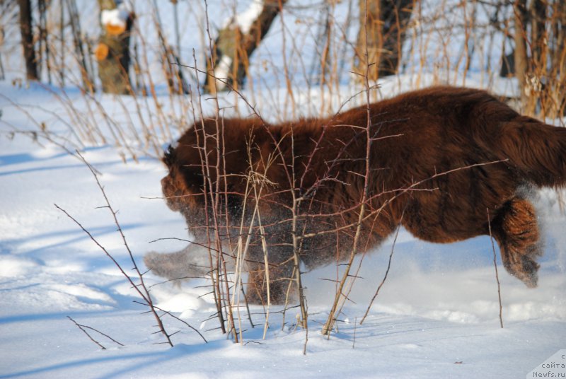 Фото: ньюфаундленд Faraon Cancrimo