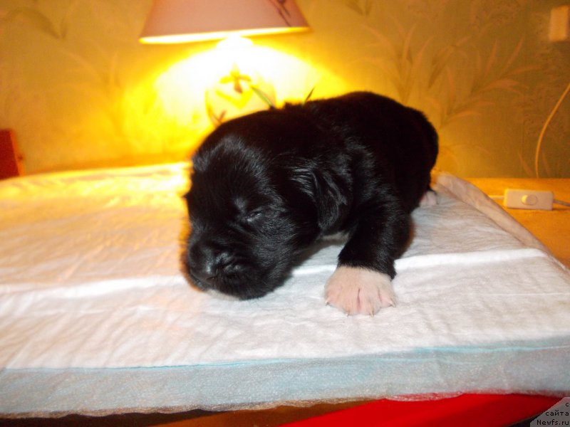 Фото: ньюфаундленд Romeo Oragon Marius (Ромео Орагон Мариус)