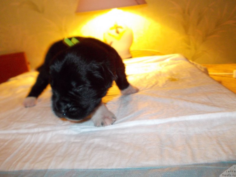 Фото: ньюфаундленд Romeo Oragon Marius (Ромео Орагон Мариус)