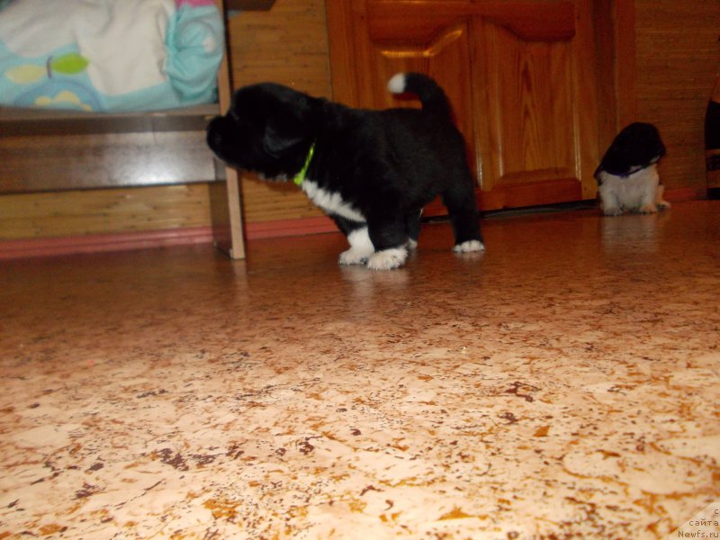 Фото: ньюфаундленд Romeo Oragon Marius (Ромео Орагон Мариус)