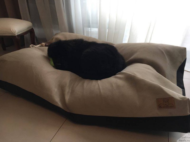 Фото: ньюфаундленд N'yufort Instinkt Vinner Knayt Itus (Ньюфорт Инстинкт Виннер Кнайт Итус)