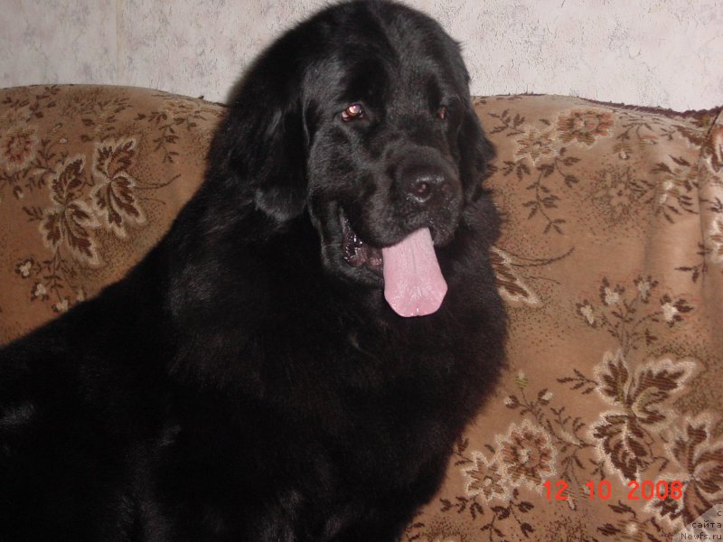 Фото: ньюфаундленд Very Promissing Midnight Bear