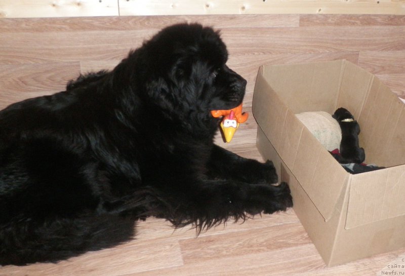 Фото: ньюфаундленд Tselogo Mira Malo iz Arkaima (Целого Мира Мало из Аркаима)