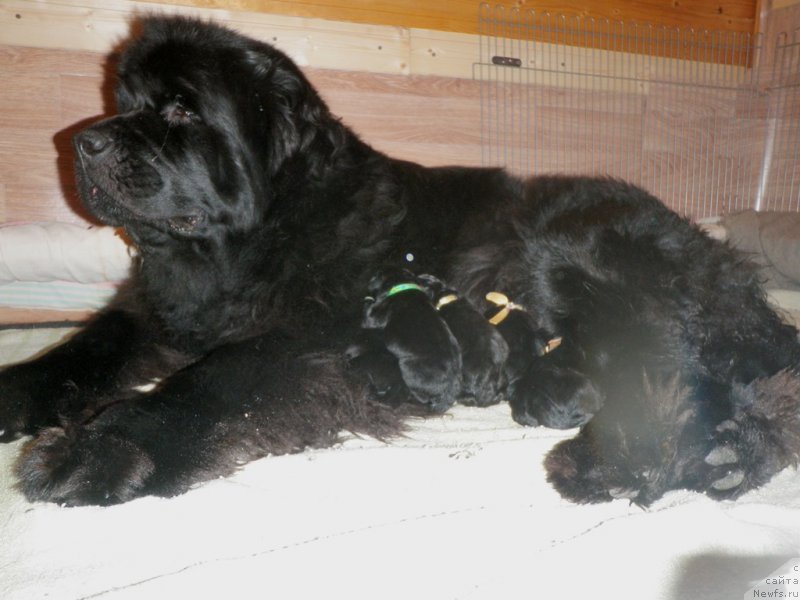 Фото: ньюфаундленд Tselogo Mira Malo iz Arkaima (Целого Мира Мало из Аркаима)