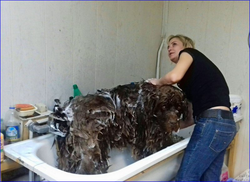 Фото: ньюфаундленд Brownblood MSK Veles Alister (Браунблад МСК Велес Алистер)