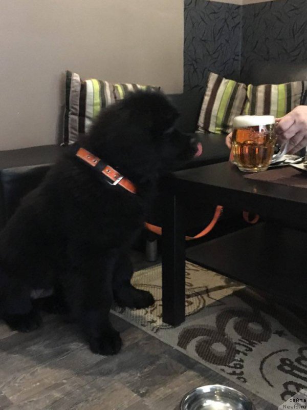 Фотография № 220322