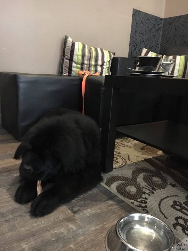 Фотография № 220323