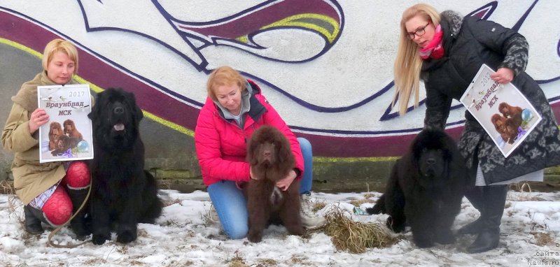 Фото: ньюфаундленд Brownblood MSK Alpina Guardian Soul (Браунблад МСК Альпина Гуардиан Соул), ньюфаундленд Brownblood MSK Amadey-Defender (Браунблад МСК Амадей-Дефендер), ньюфаундленд Brownblood MSK Zhansaya Shuli (Браунблад МСК Жансая Шули)