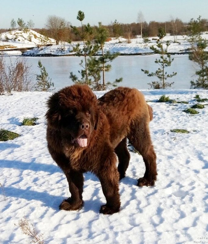 Фото: ньюфаундленд Hardi Hrabroe Serdce (Харди Храброе Сердце)