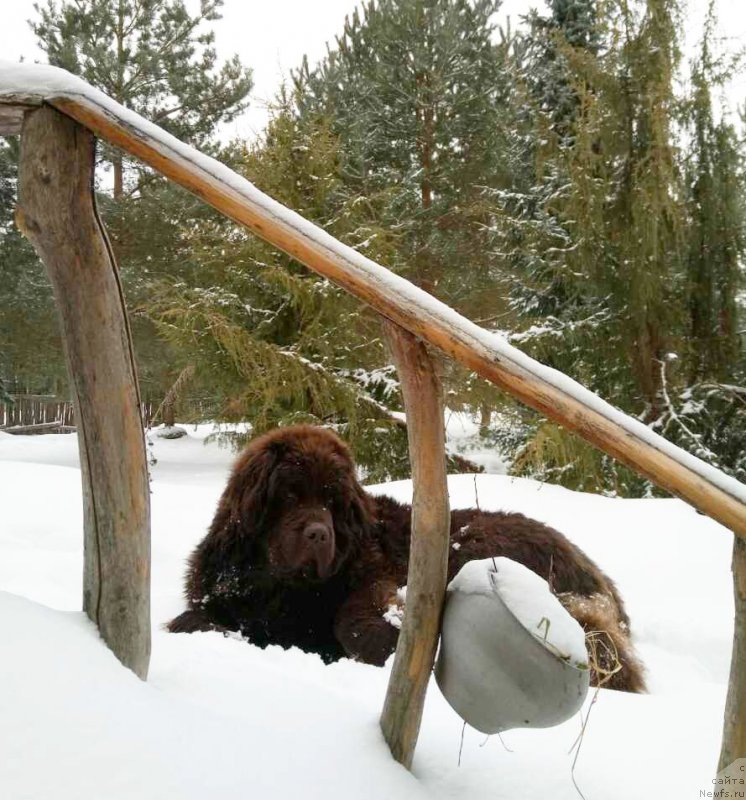 Фото: ньюфаундленд Hardi Hrabroe Serdce (Харди Храброе Сердце)