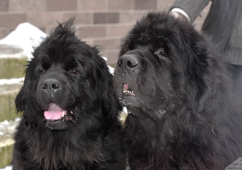 Фото: ньюфаундленд Kloofbears My Dream for Sent Djons, ньюфаундленд Tselogo Mira Malo iz Arkaima (Целого Мира Мало из Аркаима)
