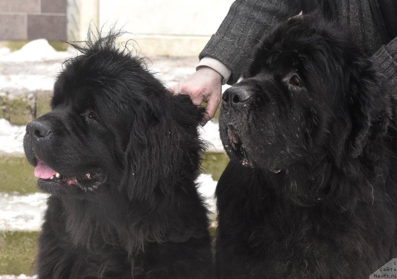 Фото: ньюфаундленд Kloofbears My Dream for Sent Djons, ньюфаундленд Tselogo Mira Malo iz Arkaima (Целого Мира Мало из Аркаима)