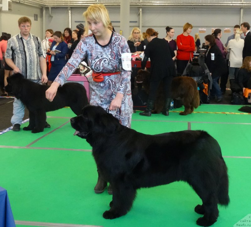 Фото: ньюфаундленд Brownblood MSK Zhansaya Shuli (Браунблад МСК Жансая Шули)