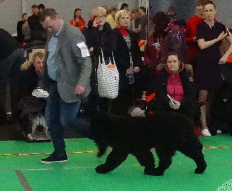 Фото: ньюфаундленд Brownblood MSK Amadey-Defender (Браунблад МСК Амадей-Дефендер)