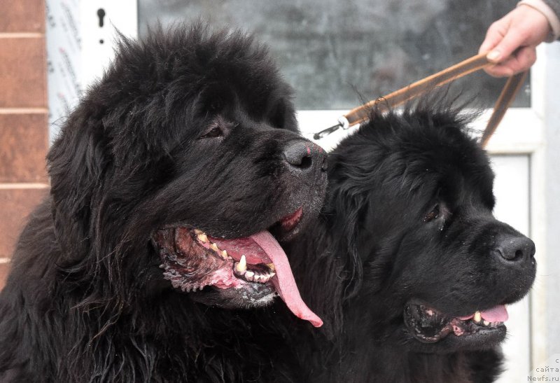 Фото: ньюфаундленд Sent Djons Hummer (Сент Джонс Хаммер), ньюфаундленд Tselogo Mira Malo iz Arkaima (Целого Мира Мало из Аркаима)