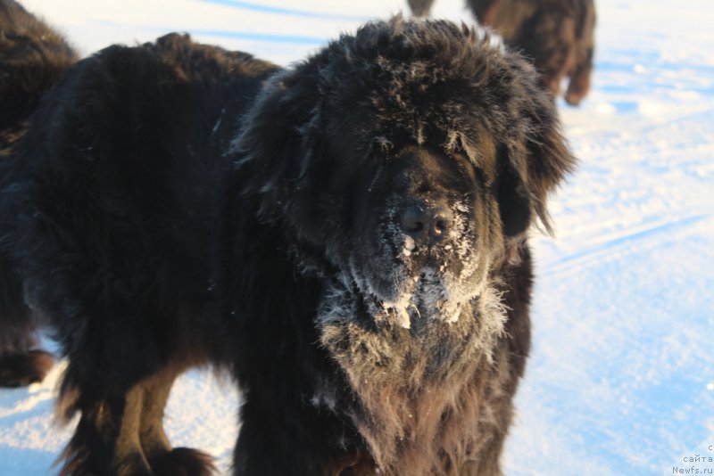 Фото: ньюфаундленд YAntarnaya Mechta (Янтарная Мечта)