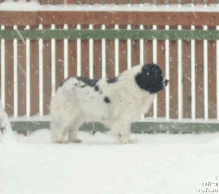 Фото: ньюфаундленд Mag Ispolin Morskaya Jemchujina (Маг Исполин Морская Жемчужина)