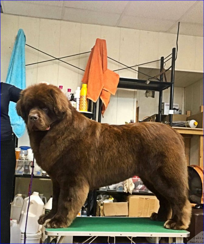 Фото: ньюфаундленд Brownblood MSK Hakim Gold Haydar (Браунблад МСК Хаким Голд Хайдар)