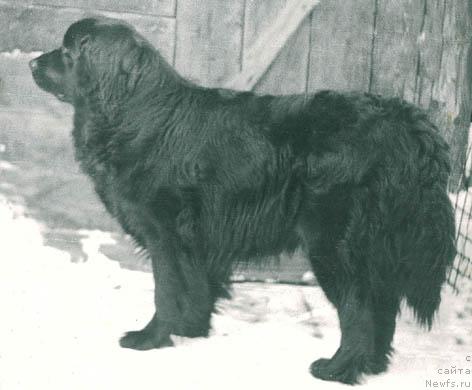 Фото: ньюфаундленд Kyebl Milli (Кэбл Милли)