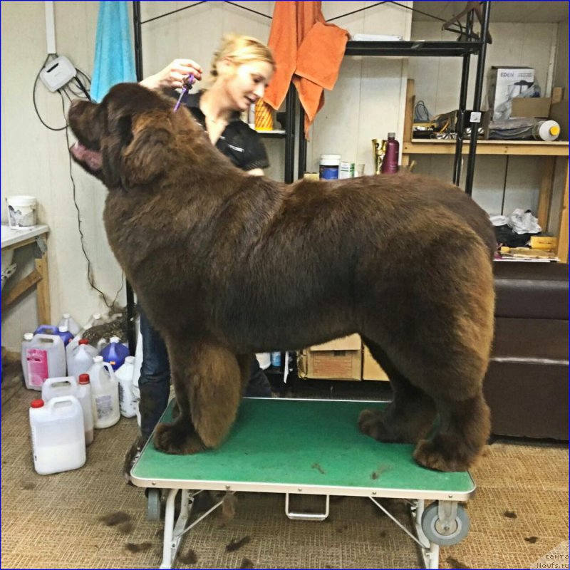 Фото: ньюфаундленд Brownblood MSK Veles Alister (Браунблад МСК Велес Алистер)