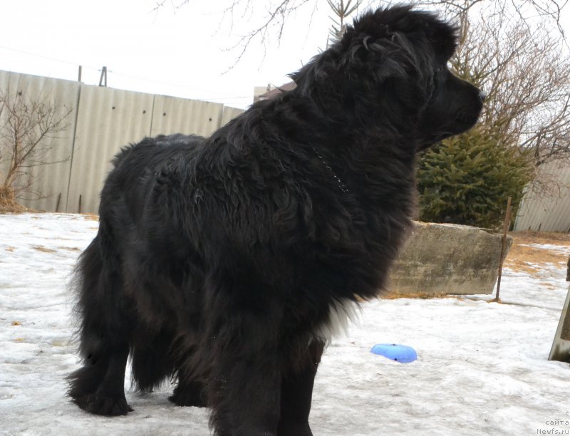 Фото: ньюфаундленд Talisman Morya Mishel' (Талисман Моря Мишель)