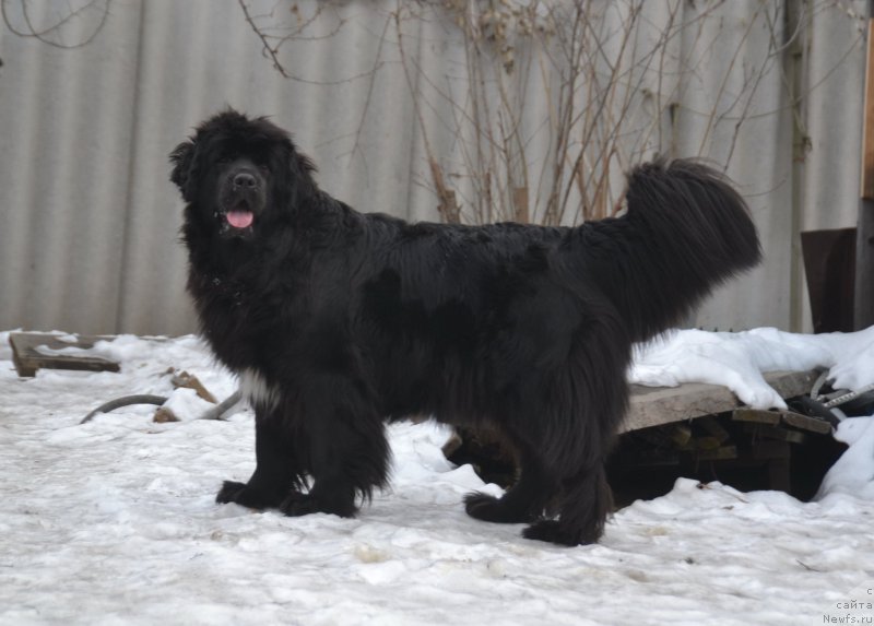 Фото: ньюфаундленд Talisman Morya Mishel' (Талисман Моря Мишель)