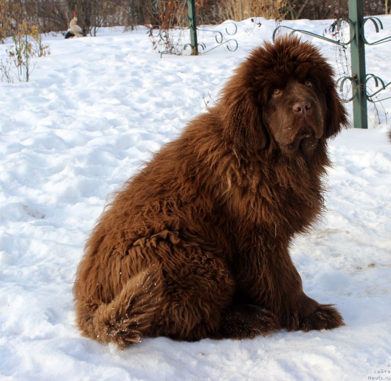 Фото: ньюфаундленд Brownblood MSK Another Love Tender Ebony (Браунблад МСК Аназер Лав Тендер Эбони)