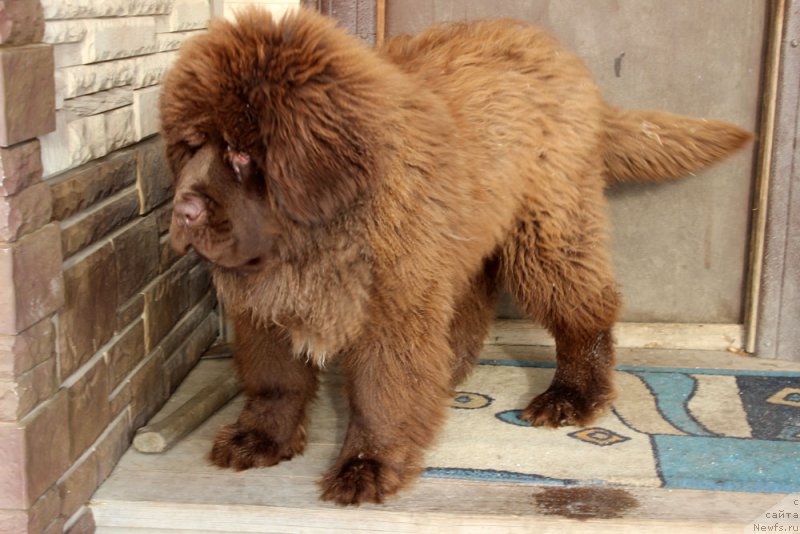 Фото: ньюфаундленд Brownblood MSK Avanti Darling Kid (Браунблад МСК Аванти Дарлинг Кид)