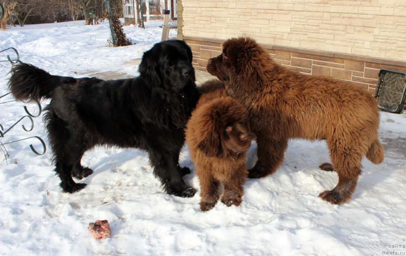 Фото: ньюфаундленд Brownblood MSK Harricane Higgins (Браунблад МСК Харрикейн Хиггенс), ньюфаундленд Brownblood MSK Avanti Darling Kid (Браунблад МСК Аванти Дарлинг Кид), ньюфаундленд Brownblood MSK Another Love Tender Ebony (Браунблад МСК Аназер Лав Тендер Эбони)