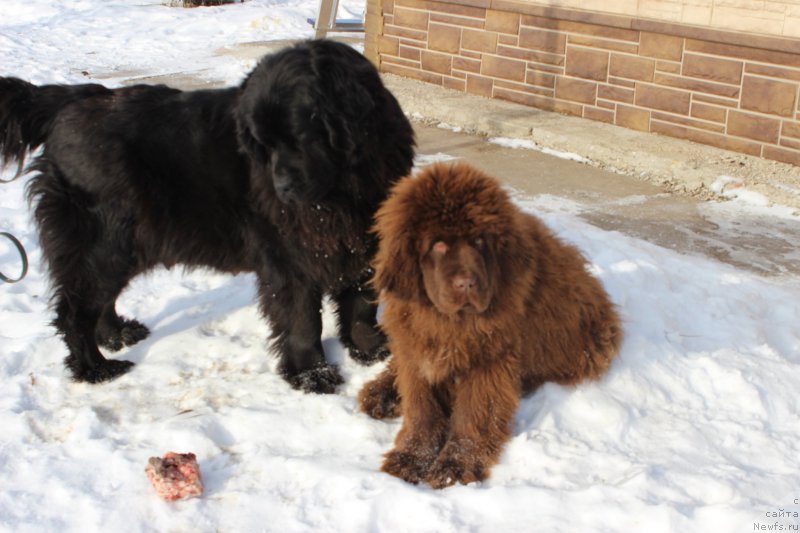 Фото: ньюфаундленд Brownblood MSK Harricane Higgins (Браунблад МСК Харрикейн Хиггенс), ньюфаундленд Brownblood MSK Another Love Tender Ebony (Браунблад МСК Аназер Лав Тендер Эбони)