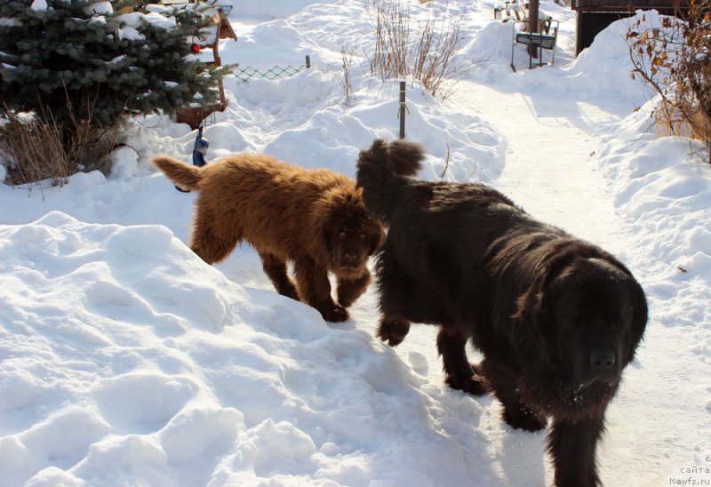 Фото: ньюфаундленд Brownblood MSK Harricane Higgins (Браунблад МСК Харрикейн Хиггенс), ньюфаундленд Brownblood MSK Avanti Darling Kid (Браунблад МСК Аванти Дарлинг Кид)