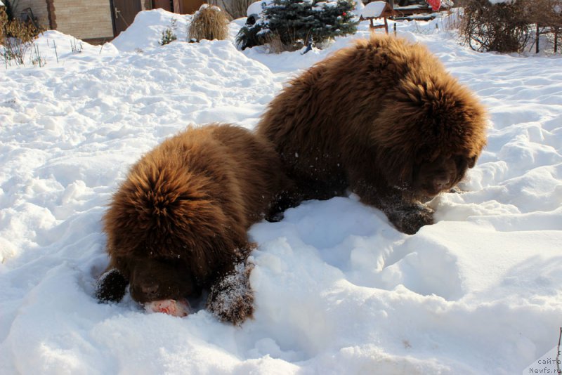 Фото: ньюфаундленд Brownblood MSK Avanti Darling Kid (Браунблад МСК Аванти Дарлинг Кид), ньюфаундленд Brownblood MSK Another Love Tender Ebony (Браунблад МСК Аназер Лав Тендер Эбони)