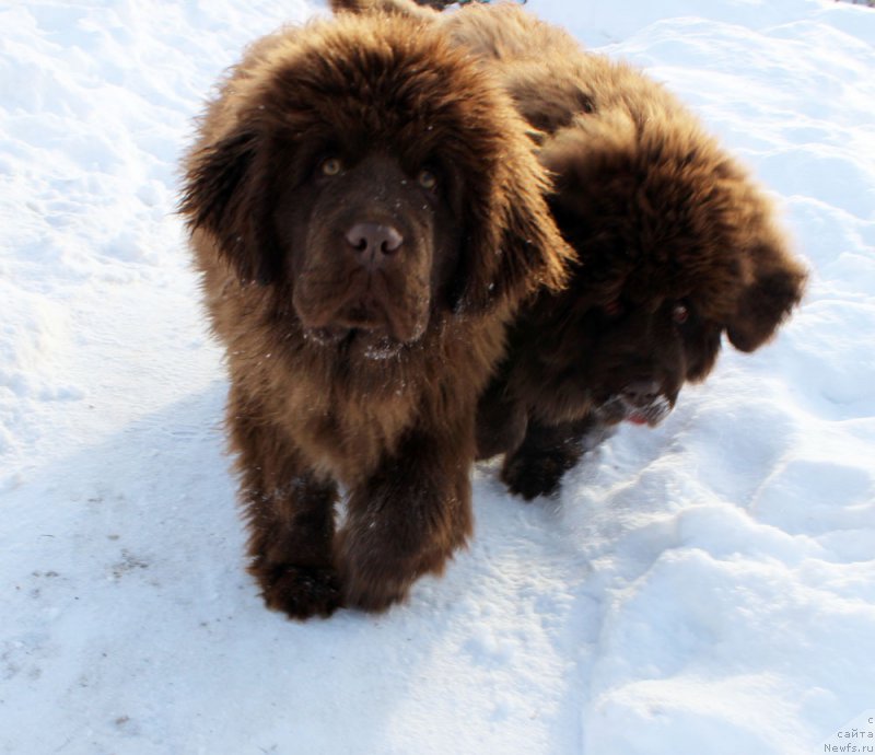 Фото: ньюфаундленд Brownblood MSK Another Love Tender Ebony (Браунблад МСК Аназер Лав Тендер Эбони), ньюфаундленд Brownblood MSK Avanti Darling Kid (Браунблад МСК Аванти Дарлинг Кид)