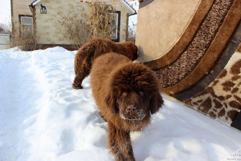 Фото: ньюфаундленд Brownblood MSK Avanti Darling Kid (Браунблад МСК Аванти Дарлинг Кид), ньюфаундленд Brownblood MSK Another Love Tender Ebony (Браунблад МСК Аназер Лав Тендер Эбони)