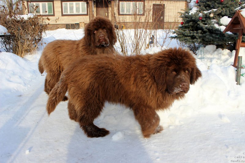 Фото: ньюфаундленд Brownblood MSK Avanti Darling Kid (Браунблад МСК Аванти Дарлинг Кид), ньюфаундленд Brownblood MSK Another Love Tender Ebony (Браунблад МСК Аназер Лав Тендер Эбони)