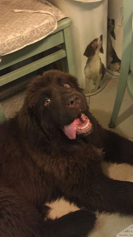 Фото: ньюфаундленд Brownblood MSK Audi Red Less (Браунблад МСК Ауди Рэд Лэсс)