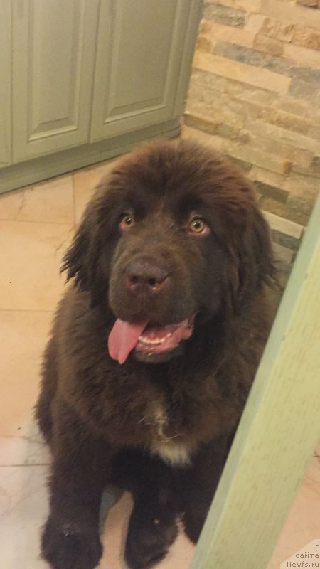 Фото: ньюфаундленд Brownblood MSK Audi Red Less (Браунблад МСК Ауди Рэд Лэсс)