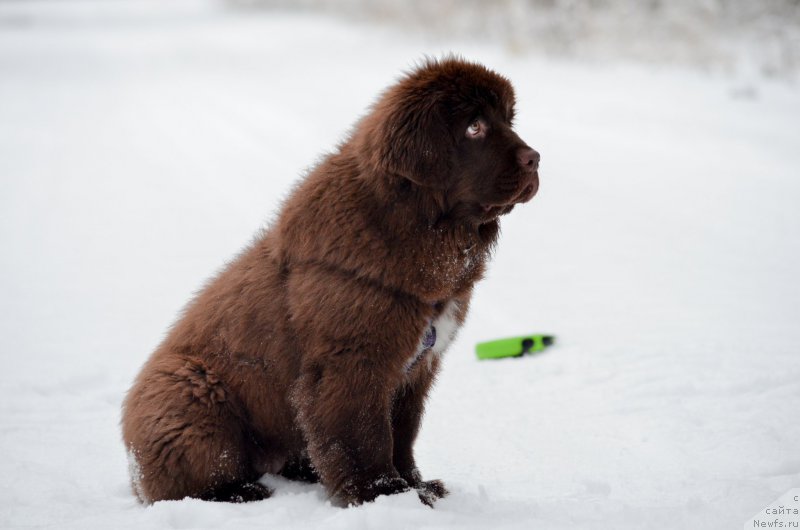 Фото: ньюфаундленд Brownblood MSK Alpina Guardian Soul (Браунблад МСК Альпина Гуардиан Соул)
