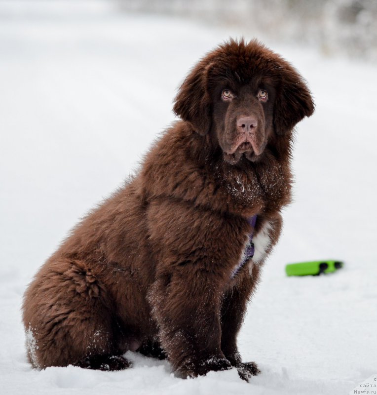 Фото: ньюфаундленд Brownblood MSK Alpina Guardian Soul (Браунблад МСК Альпина Гуардиан Соул)