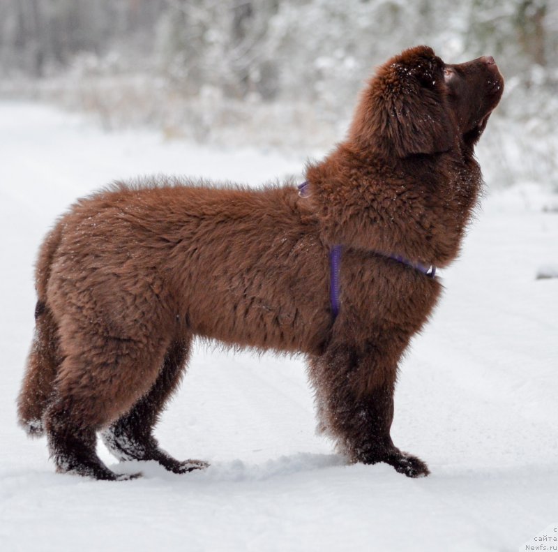 Фото: ньюфаундленд Brownblood MSK Alpina Guardian Soul (Браунблад МСК Альпина Гуардиан Соул)
