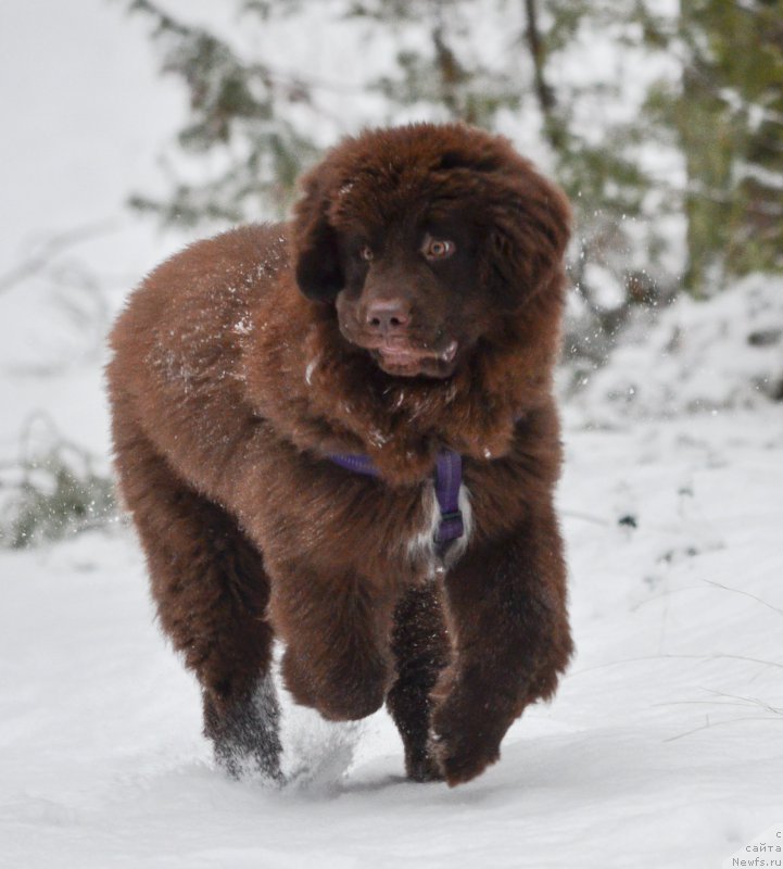 Фото: ньюфаундленд Brownblood MSK Alpina Guardian Soul (Браунблад МСК Альпина Гуардиан Соул)