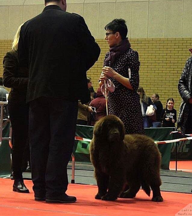 Фото: ньюфаундленд Brownblood MSK Armata Loyar Aid (Браунблад МСК Армата Лойар Аид)