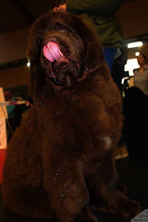 Фото: ньюфаундленд Brownblood MSK Armata Loyar Aid (Браунблад МСК Армата Лойар Аид)