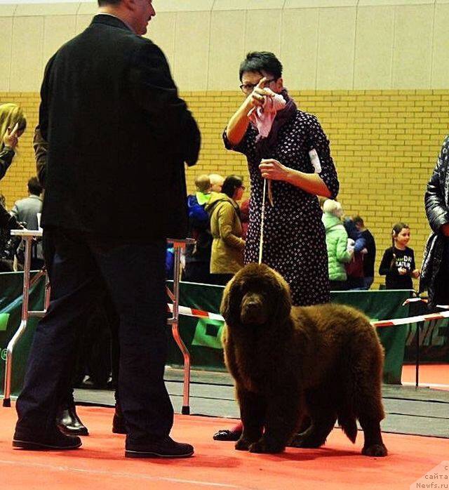 Фото: ньюфаундленд Brownblood MSK Armata Loyar Aid (Браунблад МСК Армата Лойар Аид)