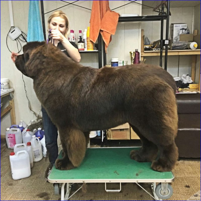 Фото: ньюфаундленд Brownblood MSK Veles Alister (Браунблад МСК Велес Алистер)