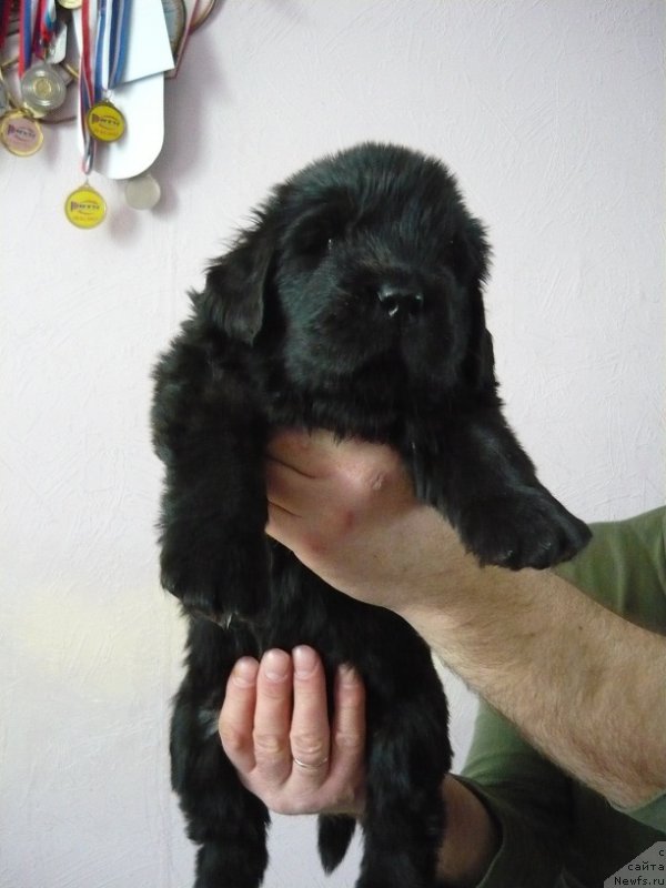 Фото: ньюфаундленд N'yufort Carskaya Doch' (Ньюфорт Царская Дочь)