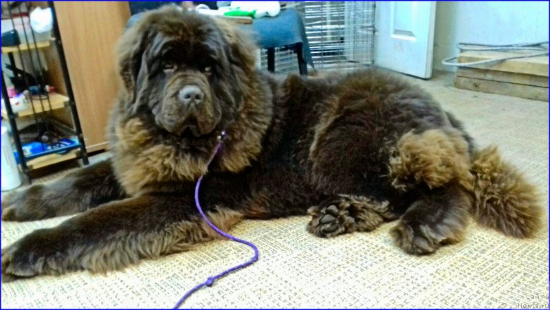 Фото: ньюфаундленд Brownblood MSK Veles Alister (Браунблад МСК Велес Алистер)